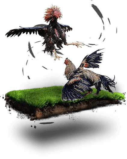 cock-fighting-main-image