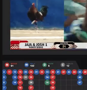 cock-fighting-picture